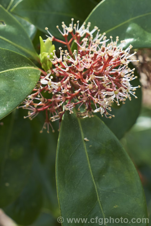 Skimmia japonica 'Rubella', a male cultivar of the common. Skimmia, an evergreen shrub from China and Japan 'Rubella' differs from the species in having red flower buds and red-stemmed flower heads. The flowers have pink-tinted white petals that soon fall, highlighting the red stems, as shown here