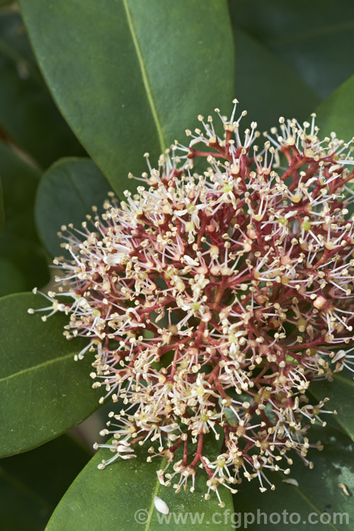 Skimmia japonica 'Rubella', a male cultivar of the common. Skimmia, an evergreen shrub from China and Japan 'Rubella' differs from the species in having red flower buds and red-stemmed flower heads. The flowers have pink-tinted white petals that soon fall, highlighting the red stems, as shown here