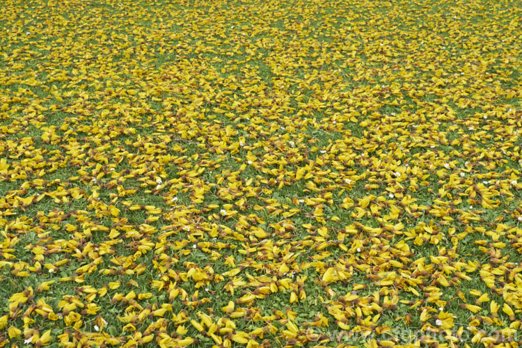 Fallen flowers of the Kowhai (<i>Sophora tetraptera</i>), a briefly deciduous tree from New Zealand andChile. Its flowers are rich in nectar, appear from late winter into spring (as the foliage drops</i>) and are a New Zealand national symbol. sophora-2142htm'>Sophora.