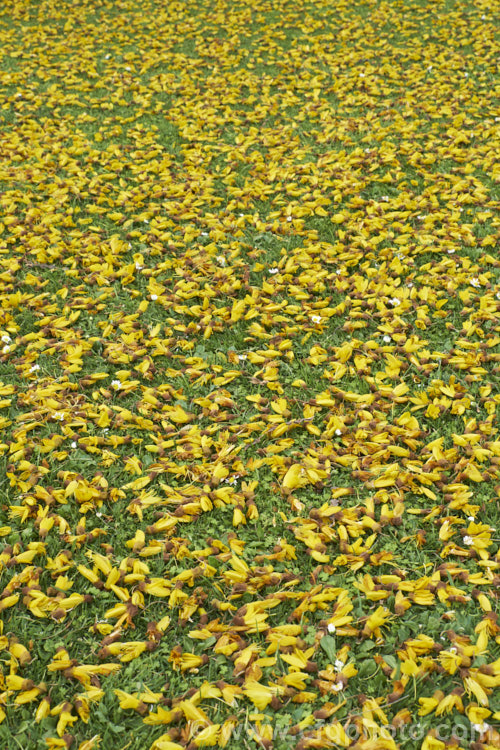Fallen flowers of the Kowhai (<i>Sophora tetraptera</i>), a briefly deciduous tree from New Zealand andChile. Its flowers are rich in nectar, appear from late winter into spring (as the foliage drops</i>) and are a New Zealand national symbol. sophora-2142htm'>Sophora.