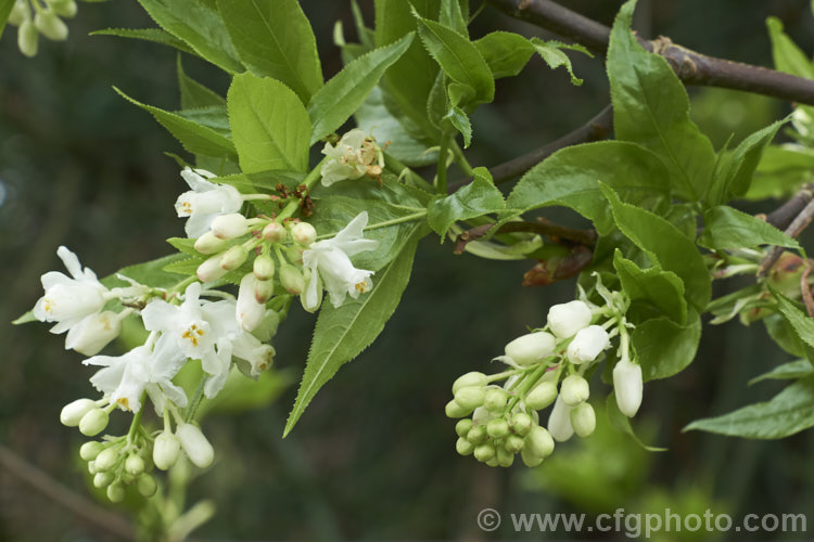 Bladdernut (<i>Staphylea emodii</i>), a deciduous shrub or small tree native to the Himalayan region. So-named for its inflated, papery, 2-3-lobed seed capsules. Order: Crossosomatales, Family: Staphyleaceae
