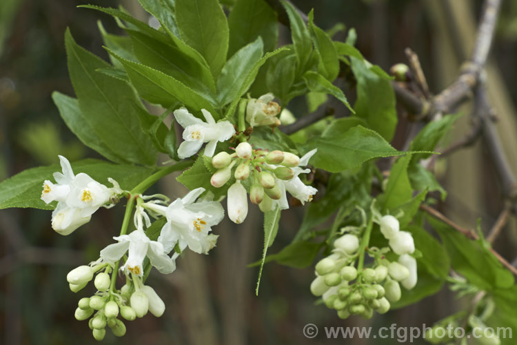 Bladdernut (<i>Staphylea emodii</i>), a deciduous shrub or small tree native to the Himalayan region. So-named for its inflated, papery, 2-3-lobed seed capsules. Order: Crossosomatales, Family: Staphyleaceae