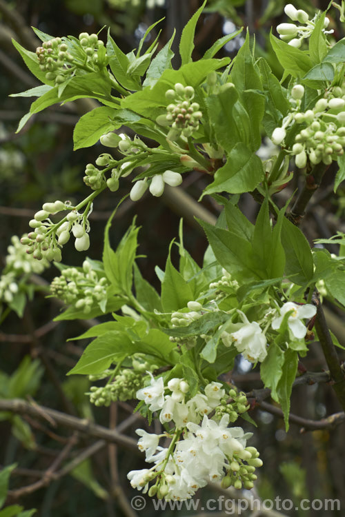 Bladdernut (<i>Staphylea emodii</i>), a deciduous shrub or small tree native to the Himalayan region. So-named for its inflated, papery, 2-3-lobed seed capsules. Order: Crossosomatales, Family: Staphyleaceae