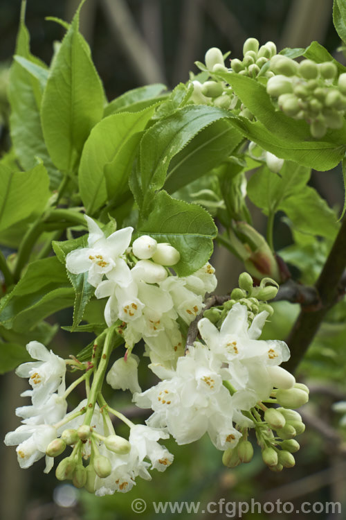 Bladdernut (<i>Staphylea emodii</i>), a deciduous shrub or small tree native to the Himalayan region. So-named for its inflated, papery, 2-3-lobed seed capsules. Order: Crossosomatales, Family: Staphyleaceae