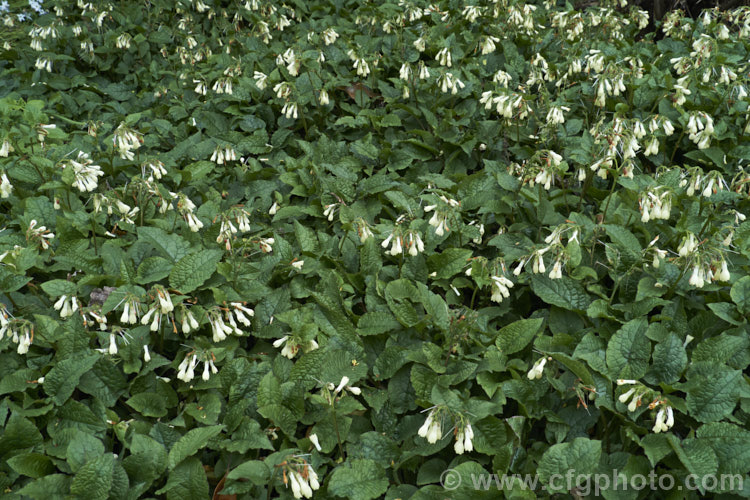 Symphytum grandiflorum, an early spring-flowering. European perennial that spreads to form a dense, ground-covering mat. The flowers are nectar-rich and are often damaged by bumble bees that cut the flowers to get to the nectaries they cannot otherwise reach. symphytum-2299htm'>Symphytum.