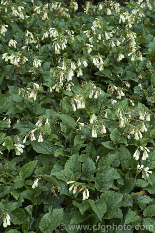 Symphytum grandiflorum, an early spring-flowering. European perennial that spreads to form a dense, ground-covering mat. The flowers are nectar-rich and are often damaged by bumble bees that cut the flowers to get to the nectaries they cannot otherwise reach. symphytum-2299htm'>Symphytum.