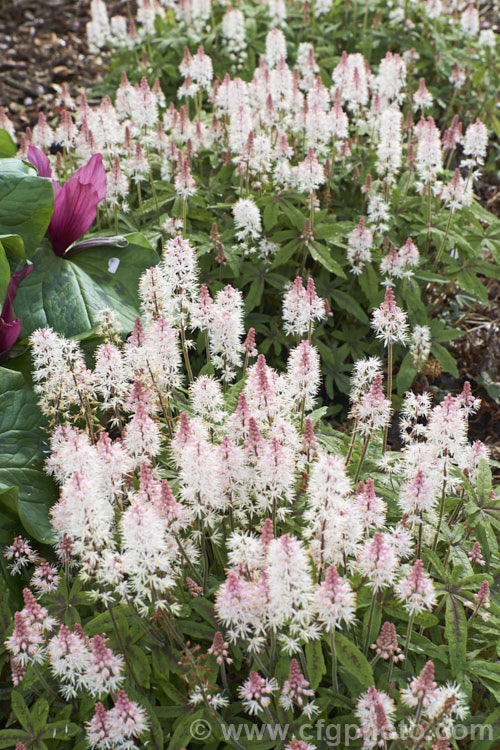Tiarella 'Spring Symphony', a compact. Foam. Flower cultivar that is grown for its maroon-centred foliage and its impressive spring show of pink-tinted cream flowerheads that are borne on stems up to 40cm tall It soon forms a dense clump of foliage to around 30cm high and spreads to become a small-scale groundcover. Order: Saxifragales, Family: Saxifragaceae