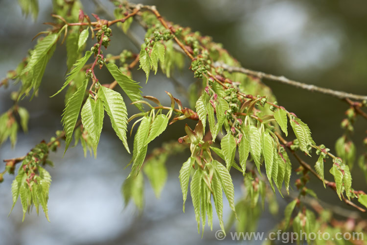 The young spring foliage and flowers of the Saw-leaf Zelkova or Japanese Zelkova (<i>Zelkova serrata</i>), a 20-35m tall deciduous tree native to Japan, eastern China and Taiwan. Order: Rosales, Family: Ulmaceae
