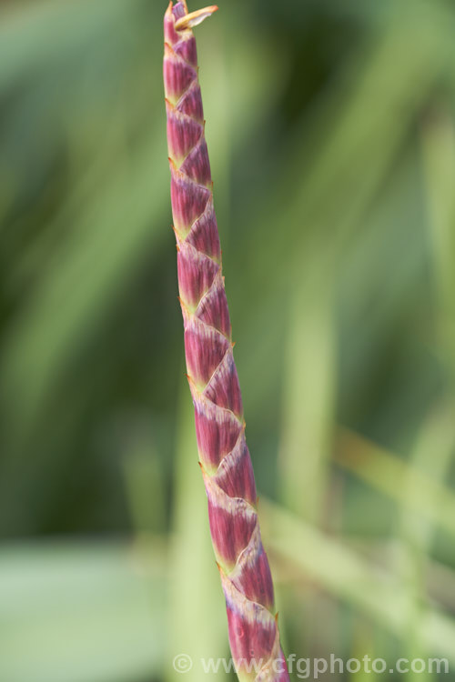 The developing flowerhead of Watsonia aletroides, a late winter- to spring-flowering cormous perennial native to the southwest and western Cape regions of South Africa. Many of these flowers show evidence of having been visited by bumble bees, which unable to reach down into the flowers to the nectar, have instead cut holes at the base of the flowers. watsonia-2394htm'>Watsonia.
