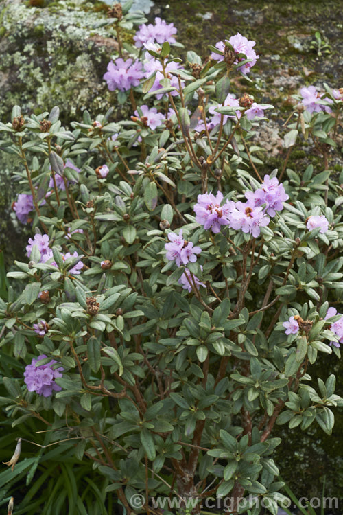 Rhododendron hippophaeoides, an upright, rather open-growing evergreen shrub up to 15m tall. It is native to Yunnan and Szechwan, China, where it occurs at elevations up to 4000m. The heads of small mauve-blue flowers open in early spring