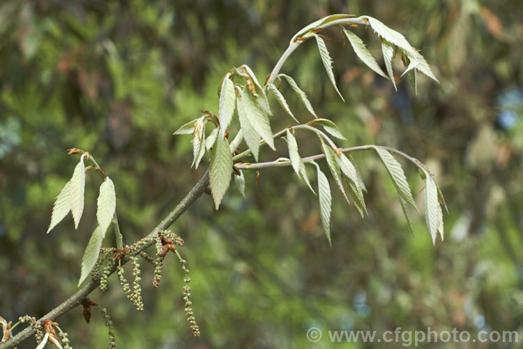 The young growth and flower buds of the Himalayan White Oak (<i>Quercus leucotrichophora</i>), a 10-24m high evergreen tree native to the Himalayan region. It produces an abundance of pointed elliptical acorns. Order: Fagales, Family: Fagaceae