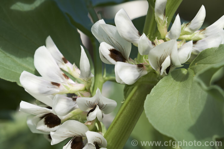 The flowers of the Broad. Bean or Faba. Bean (<i>Vicia faba</i>), a starchy bean native to North Africa and southwest Asia. It is usually planted in autumn, flowers in spring and fruits in late spring-early summer. vicia-3388htm'>Vicia.