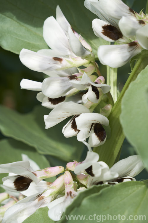 The flowers of the Broad. Bean or Faba. Bean (<i>Vicia faba</i>), a starchy bean native to North Africa and southwest Asia. It is usually planted in autumn, flowers in spring and fruits in late spring-early summer. vicia-3388htm'>Vicia.