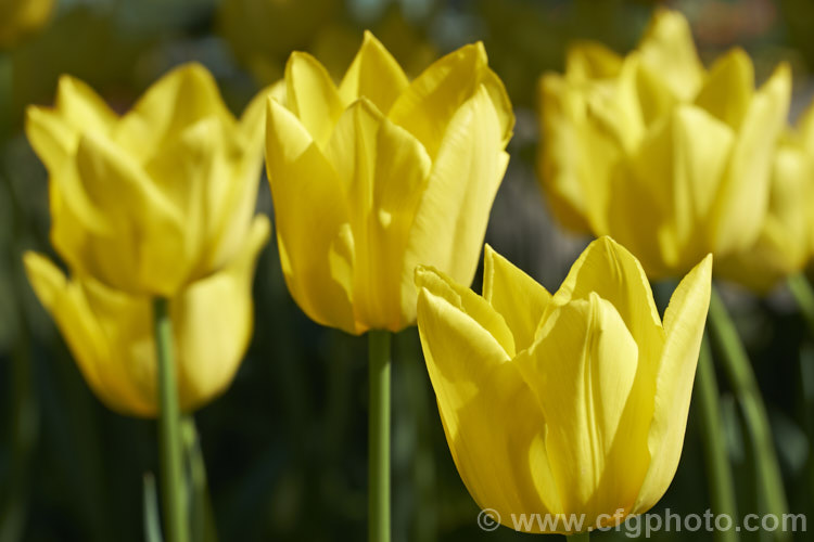 Tulipa 'Friendship' (<i>Category 3 —. Triumph Hybrid</i>), a vigorous tulip registered in 1998 by the Dutch breeder. Ligthart. It grows to around 50cm tall Order: Liliales, Family: Liliaceae