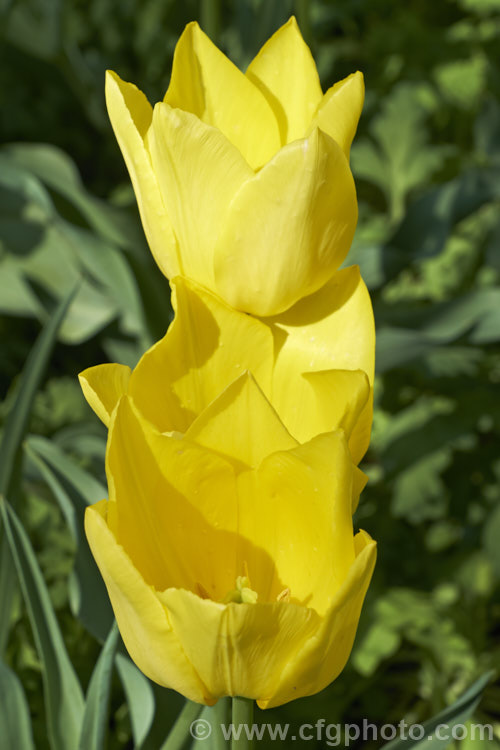 Tulipa 'Friendship' (<i>Category 3 —. Triumph Hybrid</i>), a vigorous tulip registered in 1998 by the Dutch breeder. Ligthart. It grows to around 50cm tall Order: Liliales, Family: Liliaceae
