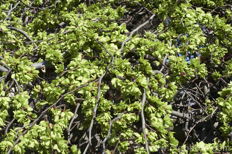 The samara (often mistaken for flowers</i>) of the Spreading. Wych or Scotch Elm (<i>Ulmus glabra forma cornuta 'Horizontalis'), a Eurasian deciduous tree in which the crown forms a dense, spreading canopy of foliage. Order: Rosales, Family: Ulmaceae