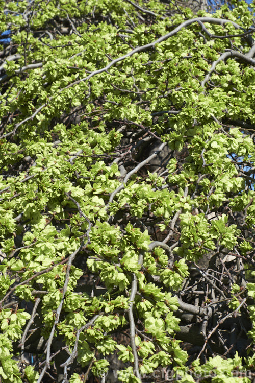 The samara (often mistaken for flowers</i>) of the Spreading. Wych or Scotch Elm (<i>Ulmus glabra forma cornuta 'Horizontalis'), a Eurasian deciduous tree in which the crown forms a dense, spreading canopy of foliage. Order: Rosales, Family: Ulmaceae