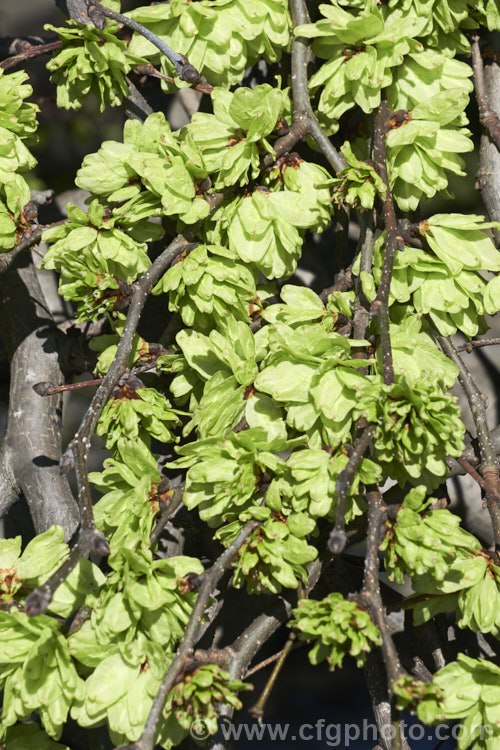 The samara (often mistaken for flowers</i>) of the Spreading. Wych or Scotch Elm (<i>Ulmus glabra forma cornuta 'Horizontalis'), a Eurasian deciduous tree in which the crown forms a dense, spreading canopy of foliage. Order: Rosales, Family: Ulmaceae