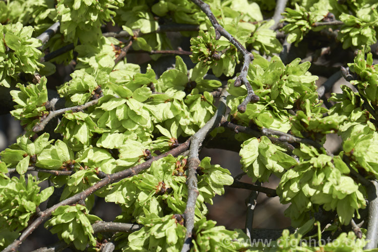 The samara (often mistaken for flowers</i>) of the Spreading. Wych or Scotch Elm (<i>Ulmus glabra forma cornuta 'Horizontalis'), a Eurasian deciduous tree in which the crown forms a dense, spreading canopy of foliage. Order: Rosales, Family: Ulmaceae
