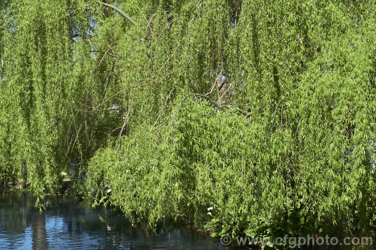 The spring foliage of the Weeping Willow (<i>Salix babylonica</i>), a deciduous tree found over much of the temperate. Middle. East and Asia. It often grows near watercourses, reaches as much as 20m tall and has strongly pendulous branches. Order: Malpighiales, Family: Salicaceae