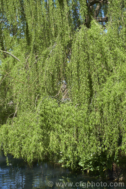 The spring foliage of the Weeping Willow (<i>Salix babylonica</i>), a deciduous tree found over much of the temperate. Middle. East and Asia. It often grows near watercourses, reaches as much as 20m tall and has strongly pendulous branches. Order: Malpighiales, Family: Salicaceae