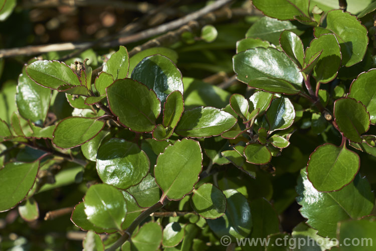 New Zealand Lilac (<i>Veronica hulkeana [syns. Heliohebe hulkeana, Hebe hulkeana]), a spring-flowering evergreen shrub found on rocky banks in North Canterbury and Marlborough, New Zealand It is popular in gardens but is often short-lived in cultivation