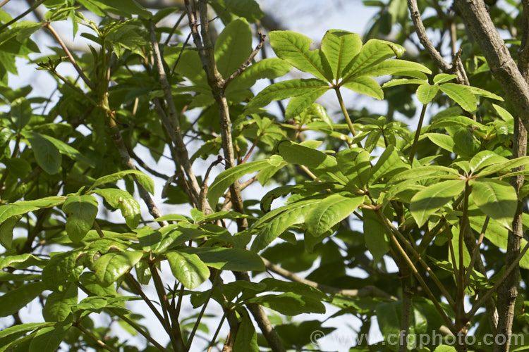 Pate or Patete (<i>Schefflera digitata</i>), an evergreen shrub or small tree up to 8m tall It occurs in forest areas of all the main islands of New Zealand, preferring a near-frost-free climate. Its sprays of small green flowers are followed by purple-pink-tinted fruits. schefflera-2489htm'>Schefflera. Order: Apiales, Family: Araliaceae