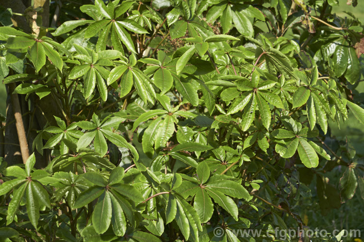 Pate or Patete (<i>Schefflera digitata</i>), an evergreen shrub or small tree up to 8m tall It occurs in forest areas of all the main islands of New Zealand, preferring a near-frost-free climate. Its sprays of small green flowers are followed by purple-pink-tinted fruits. schefflera-2489htm'>Schefflera. Order: Apiales, Family: Araliaceae