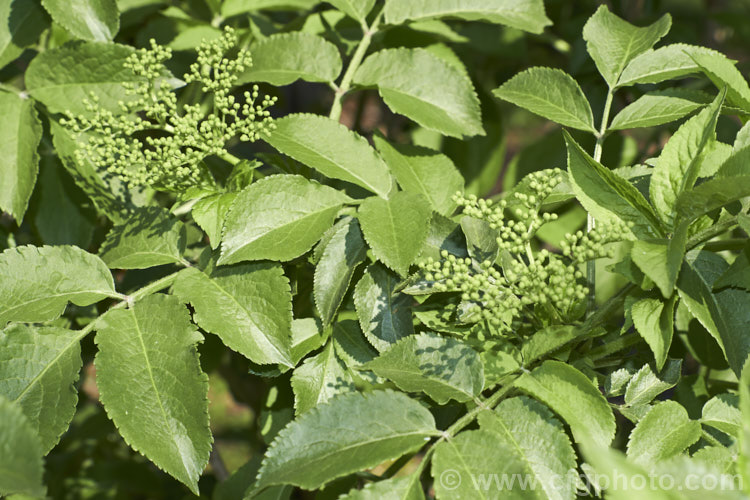 The spring foliage and flower bud of Elderberry (<i>Sambucus nigra</i>), a Eurasian deciduous shrub that often naturalises and can become a weed. Its flowers and fruit can be used for wine-making. Order: Dipsacales, Family: Adoxaceae