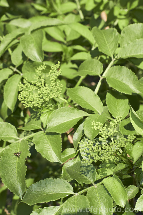 The spring foliage and flower bud of Elderberry (<i>Sambucus nigra</i>), a Eurasian deciduous shrub that often naturalises and can become a weed. Its flowers and fruit can be used for wine-making. Order: Dipsacales, Family: Adoxaceae