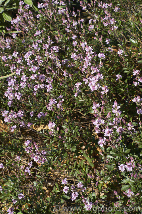 Veronica raoulii (syn. Heliohebe raoulii, Hebe raoulii</i>), a low, spreading, spring-flowering, evergreen shrub from northern Canterbury and Marlborough, New Zealand In the wild it usually grows in soil pockets among rocks, often in quite exposed locations