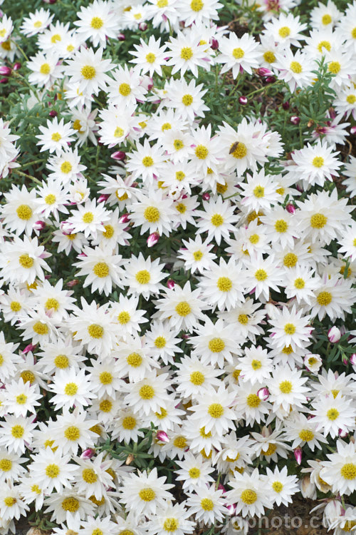 Everlasting, Strawflower (<i>Rhodanthe 'Paper. Star' [syn. Helipterum anthemoides]), a low, spreading evergreen perennial native to southeastern Australia, including Tasmania. The papery white flowerheads open from late winter