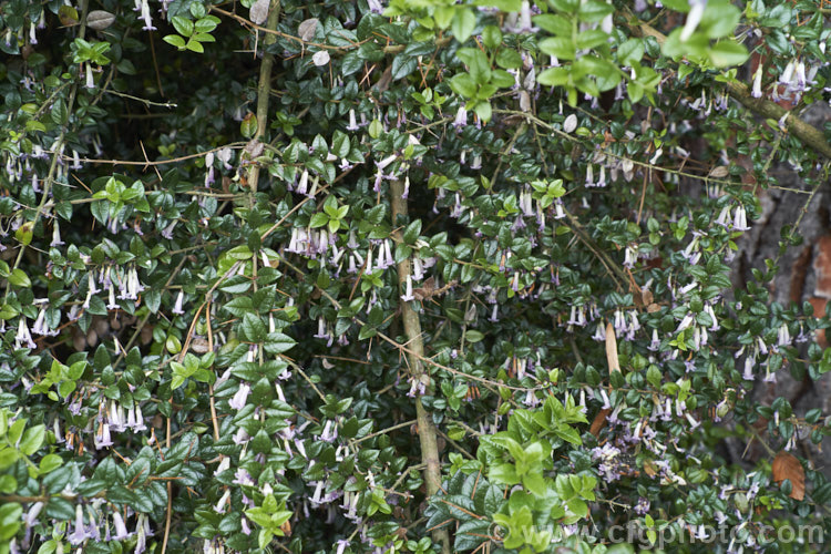 Prickly Myrtle or Repu (<i>Rhaphithamnus spinosus</i>), an evergreen, spiny stemmed shrub or small tree to 7m tall, native to Peru,Chile, Argentina and Juan. FernandezIsland Despite its berberis-like appearance, it is a member of the verbena family (<i>Verbenaceae</i>) and in spring to early summer it produces small, tubular mauve flowers