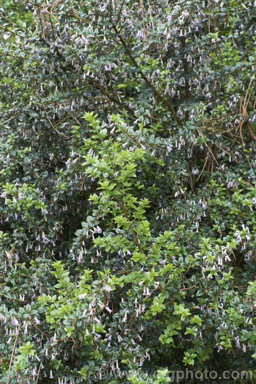 Prickly Myrtle or Repu (<i>Rhaphithamnus spinosus</i>), an evergreen, spiny stemmed shrub or small tree to 7m tall, native to Peru,Chile, Argentina and Juan. FernandezIsland Despite its berberis-like appearance, it is a member of the verbena family (<i>Verbenaceae</i>) and in spring to early summer it produces small, tubular mauve flowers