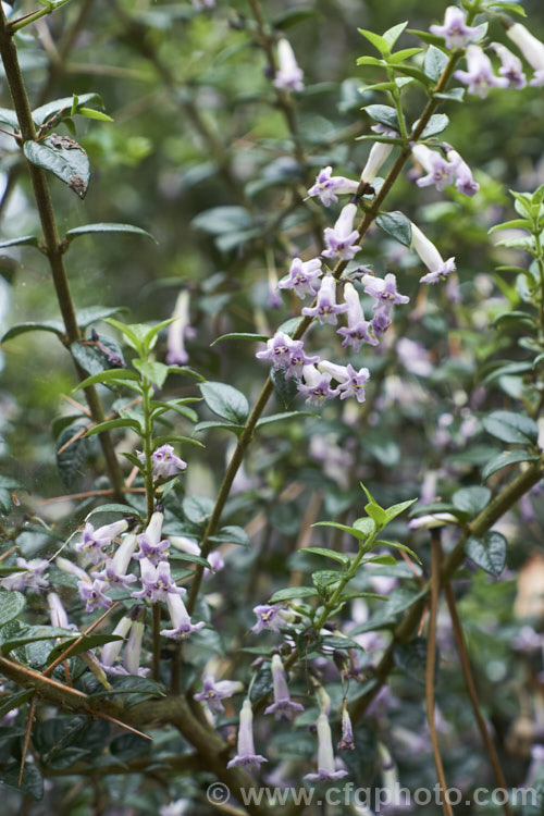 Prickly Myrtle or Repu (<i>Rhaphithamnus spinosus</i>), an evergreen, spiny stemmed shrub or small tree to 7m tall, native to Peru,Chile, Argentina and Juan. FernandezIsland Despite its berberis-like appearance, it is a member of the verbena family (<i>Verbenaceae</i>) and in spring to early summer it produces small, tubular mauve flowers