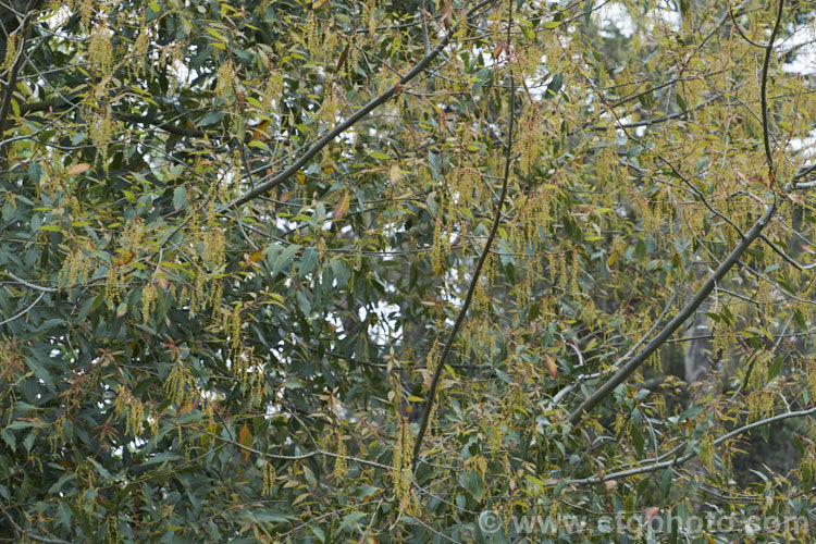 The flowers and young spring growth of Quercus acutifolia, an evergreen oak tree native to Mexico, Guatemala, Belize and Honduras where it occurs in mountainous areas at moderate elevations, around 1250-3000m. It can grow to 30m tall and there are several natural varieties. It also hybridises naturally with closely related species, such as Quercus mexicana