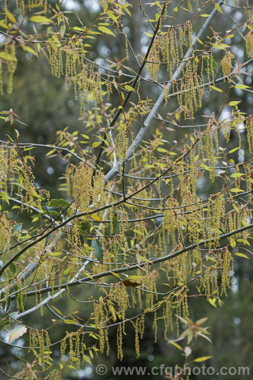 The flowers and young spring growth of Quercus acutifolia, an evergreen oak tree native to Mexico, Guatemala, Belize and Honduras where it occurs in mountainous areas at moderate elevations, around 1250-3000m. It can grow to 30m tall and there are several natural varieties. It also hybridises naturally with closely related species, such as Quercus mexicana