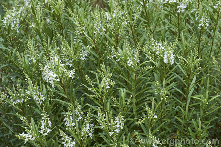 Veronica townsonii (syn. Hebe townsonii</i>), a 1-12m high evergreen spring-flowering shrub found in isolated pockets in the lower. North Island and upper. South Island of New Zealand