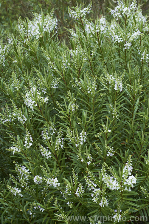 Veronica townsonii (syn. Hebe townsonii</i>), a 1-12m high evergreen spring-flowering shrub found in isolated pockets in the lower. North Island and upper. South Island of New Zealand