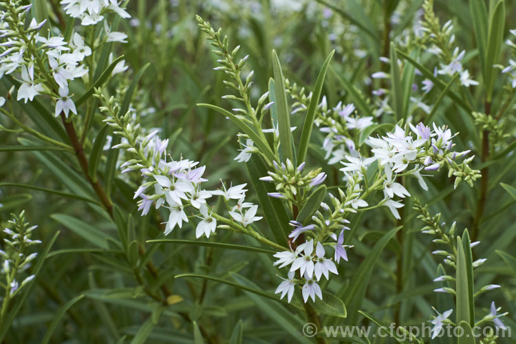 Veronica townsonii (syn. Hebe townsonii</i>), a 1-12m high evergreen spring-flowering shrub found in isolated pockets in the lower. North Island and upper. South Island of New Zealand