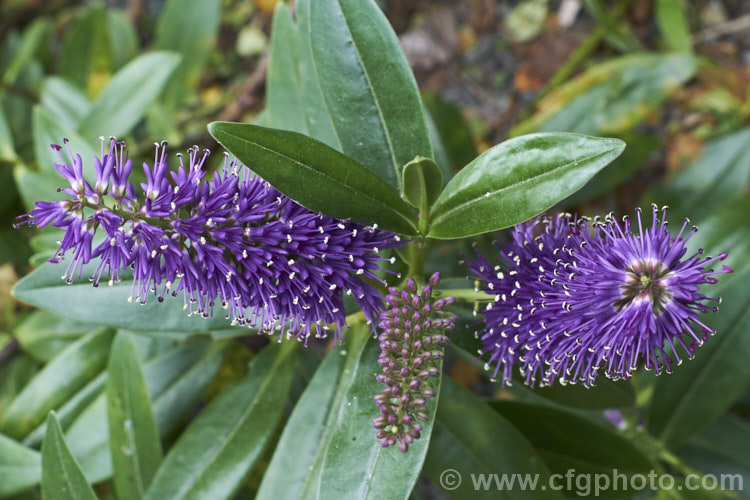 Veronica speciosa (syn. Hebe speciosa</i>) 'Alicia. Amherst', a British-raised, purple-flowered cultivar of a usually deep magenta-pink-flowered New Zealand evergreen shrub found in coastal parts of the North Island and the far north of the South Island
