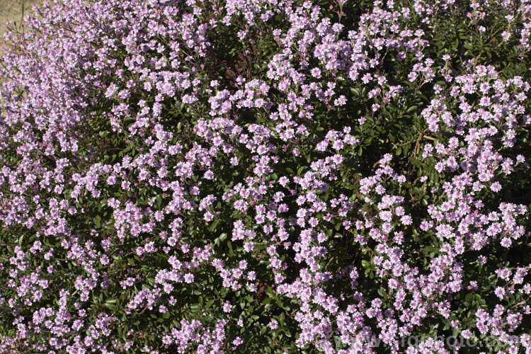 Veronica raoulii (syn. Heliohebe raoulii, Hebe raoulii</i>), a low, spreading, spring-flowering, evergreen shrub from northern Canterbury and Marlborough, New Zealand In the wild it usually grows in soil pockets among rocks, often in quite exposed locations