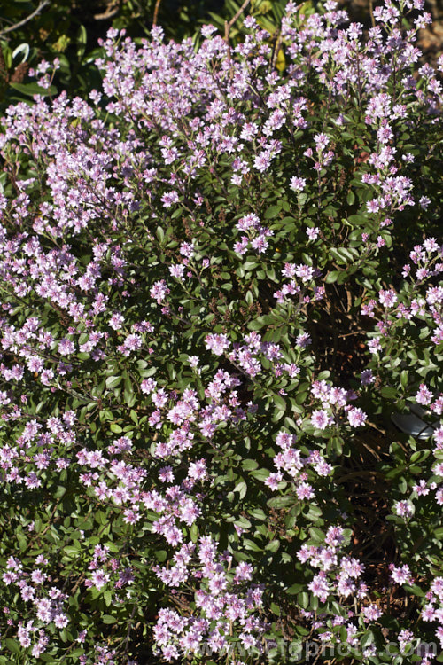 Veronica raoulii (syn. Heliohebe raoulii, Hebe raoulii</i>), a low, spreading, spring-flowering, evergreen shrub from northern Canterbury and Marlborough, New Zealand In the wild it usually grows in soil pockets among rocks, often in quite exposed locations