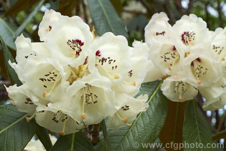 Rhododendron sinogrande, usually regarded as the largest-leafed of all the rhododendron species, this early-flowering, small to medium-sized tree is found in south-western China and north-eastern Burma. The leaves can be up to 90cm long, though 30cm is more common