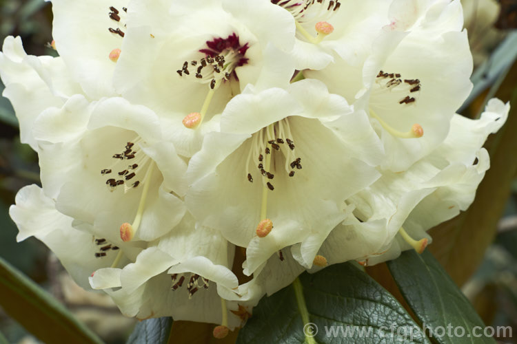 Rhododendron sinogrande, usually regarded as the largest-leafed of all the rhododendron species, this early-flowering, small to medium-sized tree is found in south-western China and north-eastern Burma. The leaves can be up to 90cm long, though 30cm is more common