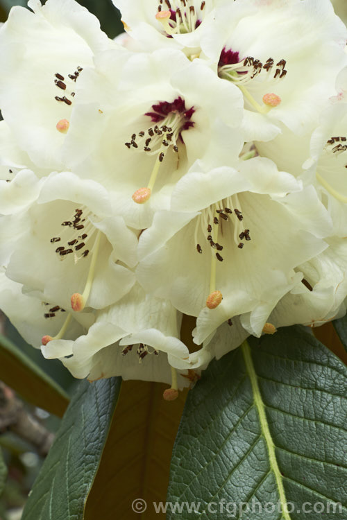 Rhododendron sinogrande, usually regarded as the largest-leafed of all the rhododendron species, this early-flowering, small to medium-sized tree is found in south-western China and north-eastern Burma. The leaves can be up to 90cm long, though 30cm is more common