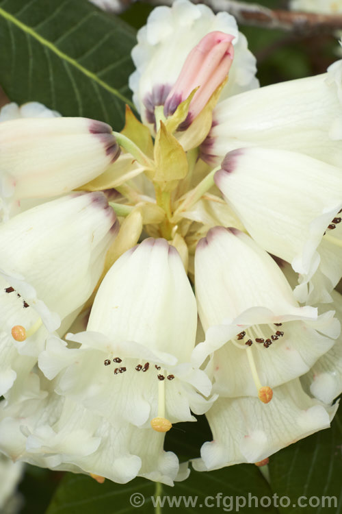 Rhododendron sinogrande, usually regarded as the largest-leafed of all the rhododendron species, this early-flowering, small to medium-sized tree is found in south-western China and north-eastern Burma. The leaves can be up to 90cm long, though 30cm is more common