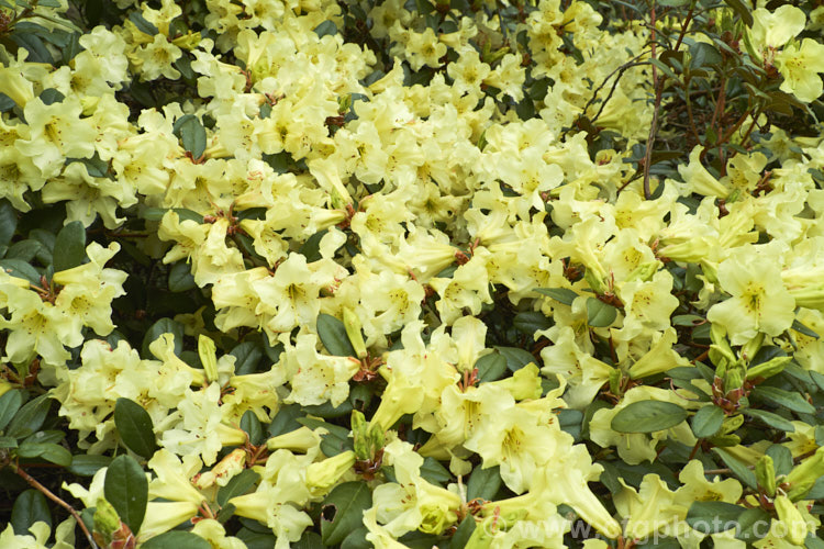 Rhododendron burmanicum, a 1-2m high shrub found in southwest Burma at 2700-3000m. It was a parent of many older yellow-flowered hybrids, but its frost tenderness has seen it replaced by hardier species in most breeding programmes