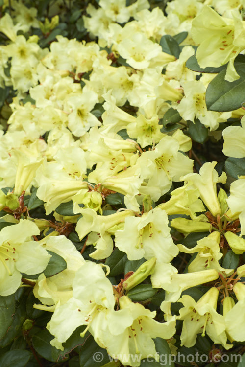 Rhododendron burmanicum, a 1-2m high shrub found in southwest Burma at 2700-3000m. It was a parent of many older yellow-flowered hybrids, but its frost tenderness has seen it replaced by hardier species in most breeding programmes