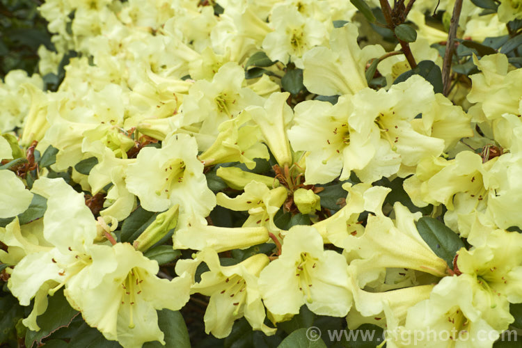 Rhododendron burmanicum, a 1-2m high shrub found in southwest Burma at 2700-3000m. It was a parent of many older yellow-flowered hybrids, but its frost tenderness has seen it replaced by hardier species in most breeding programmes